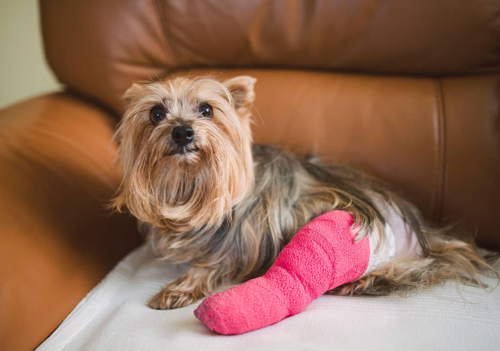 درمان پای شکسته سگ