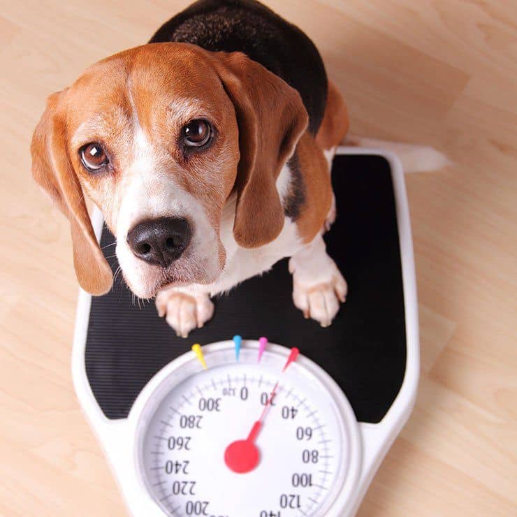 علائم چاقی و لاغری در سگ ها