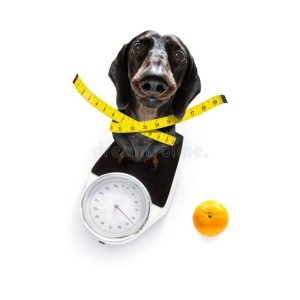 علائم چاقی و لاغری در سگ ها